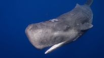 quien es narong pthetcharaj, el pescador que se convirtio en millonario por un vomito de ballena que puedes hallar en mexico