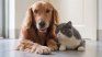 How to avoid stress in your pets when they are alone at home. How to avoid stress in your pets when they are alone at home.