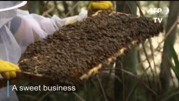 campesinos chinos, al estilo youtubers: se enriquecen con videos de agricultura