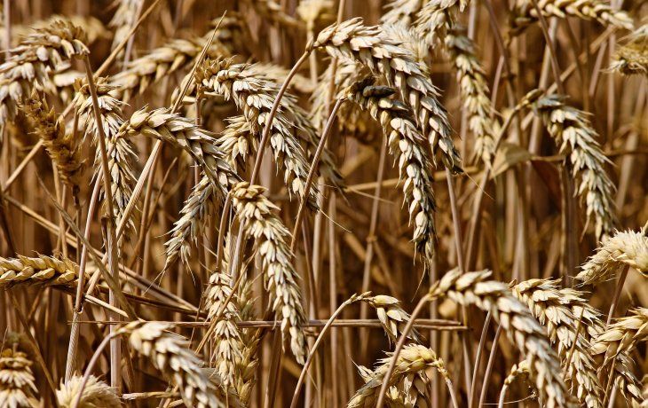 Por la sequía se perderían 5 millones de toneladas de trigo