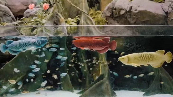 Estos robots imitan el movimiento real de los peces. Estos robots imitan el movimiento real de los peces.
