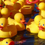 Los animales de goma que realizaron un aporte a la ciencia. Los animales de goma que realizaron un aporte a la ciencia.