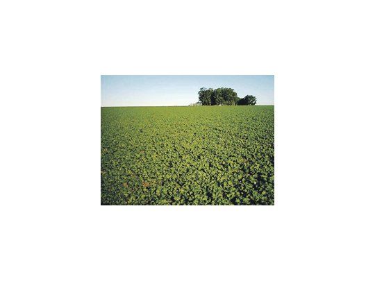 El USDA recortó un 1% su estimación de la cosecha estadounidense de soja.