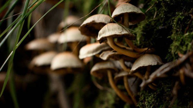 El micelio no solo es ecológico: también es funcional.
