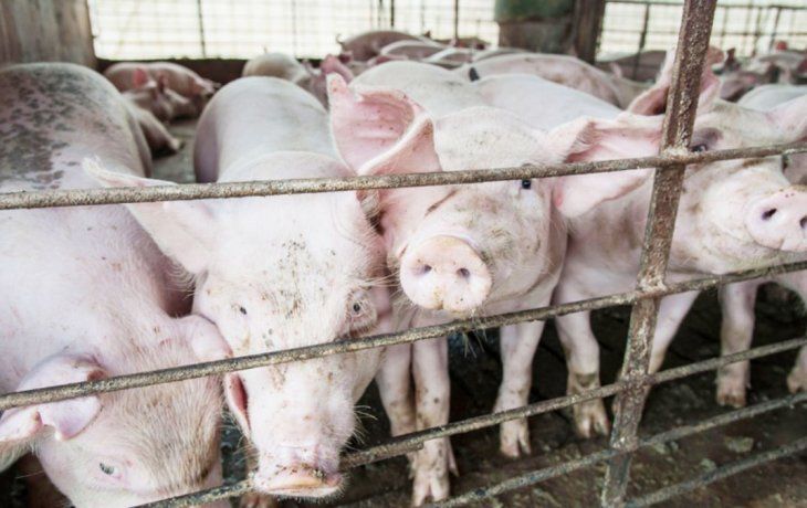 ámbito.com | chanchos