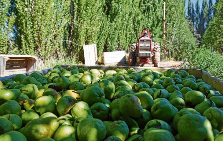 La producción de peras en el Alto Valle, una de las actividades afectadas por la importación.