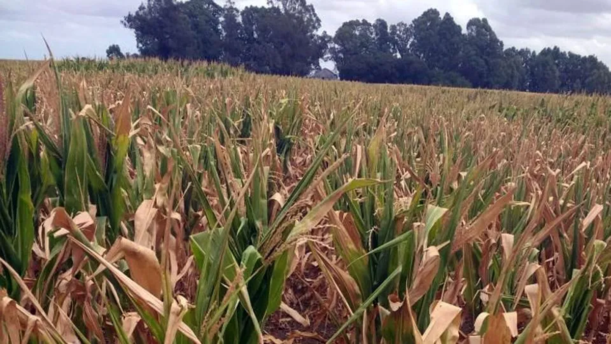The flood of agricultural dollars: an ephemeral opportunity to rebuild reservations on electoral eve