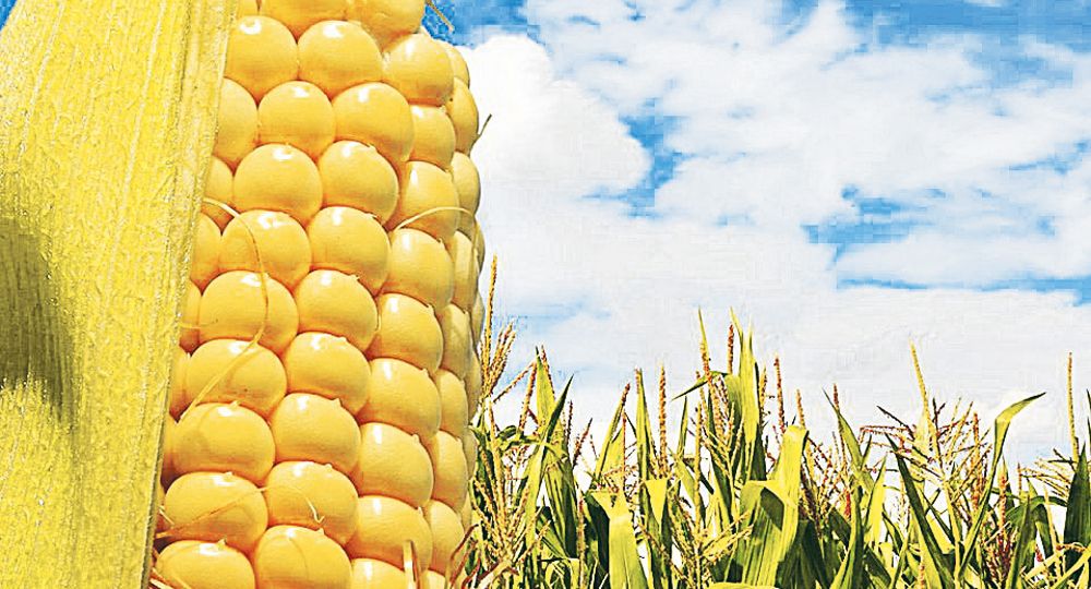 Maíz. Sudamérica tiene poca oferta; la crisis de Brasil impactó en los precios.