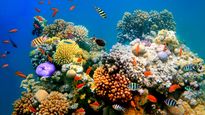 Australia anuncia u$s700 millones para proteger la Gran Barrera de Coral