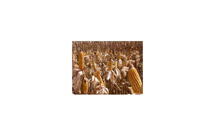 ámbito.com | El maíz, con valores bajos y fuertes descuentos en y desde la Argentina, comienza a ser competitivo en el mundo, pero los productores se quejan de que no es rentable.