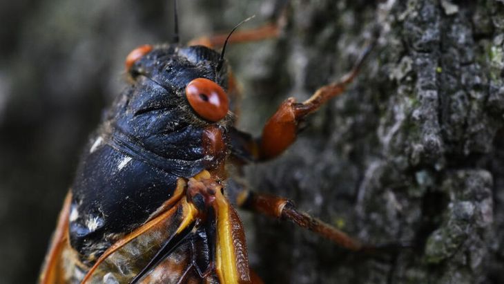 Cigarras de la camada XIV. Cigarras de la camada XIV.