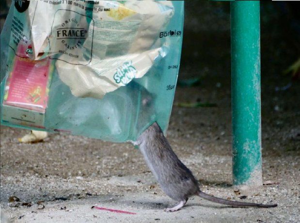 Las ratas son vistas a plena luz del día entre los residuos.