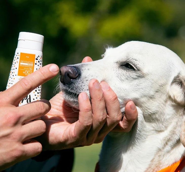 Limitado Realizable cuchara Mascotas: ¿cómo proteger la piel de nuestros perros este verano?