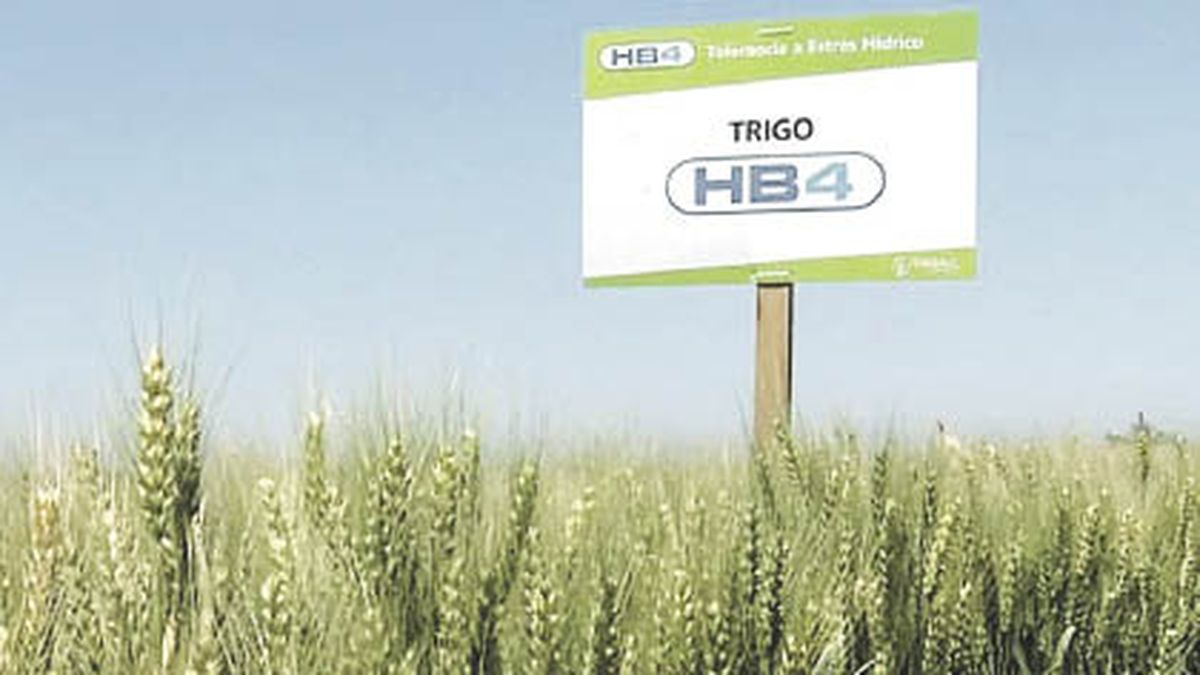 Brazil approved the planting of drought-resistant transgenic wheat
