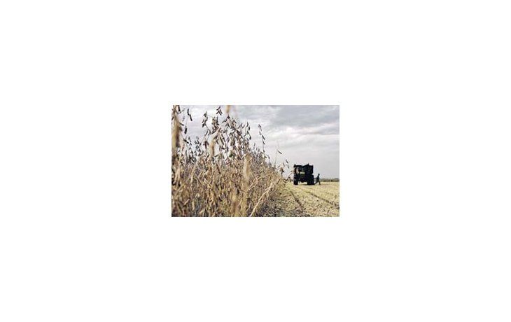 El USDA redujosu pronósticosobre lacosechaargentina a43,80 millonesde toneladasdesde 49,50millones, acausa de lasequía.