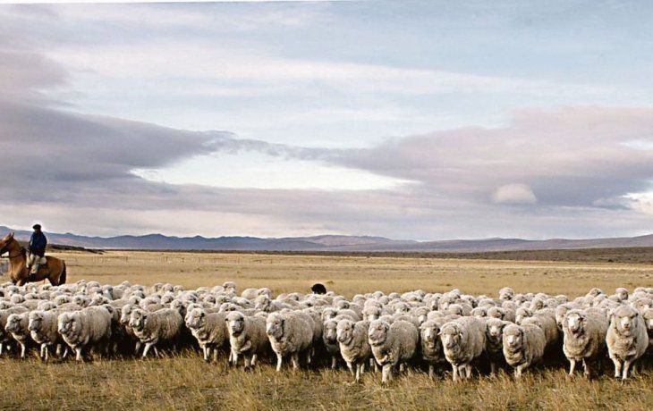 Autorizaron los envíos de carne ovina patagónica hacia China.
