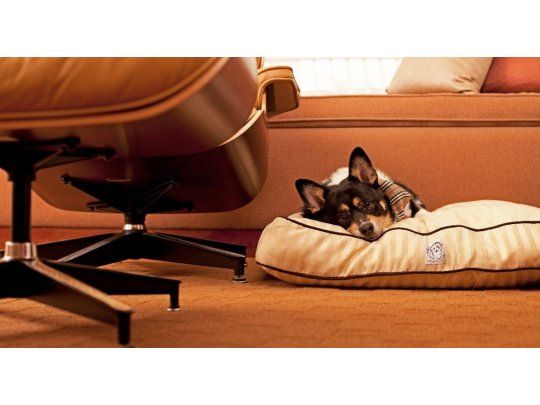 Buenos Aires pet friendly, el lado animal de la Ciudad
