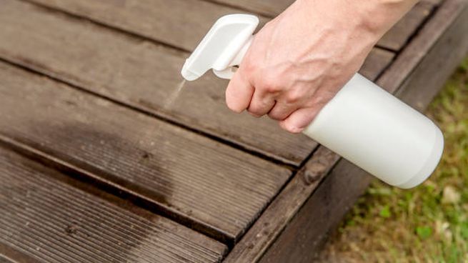 Cuál es el sencillo método casero para eliminar las hormigas de la cocina