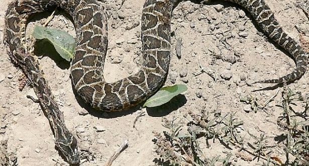 Una yarará mordió a una niña de 12 años en el club CUBA Una yarará mordió a una niña de 12 años en el club CUBA