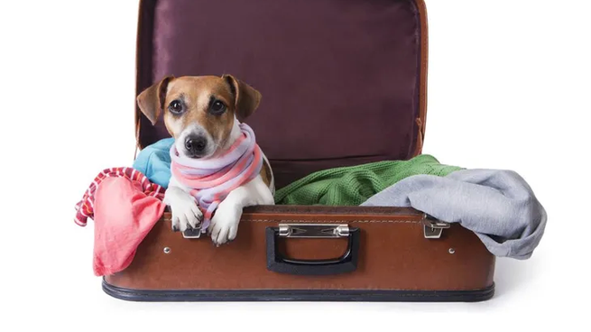 Cuánto sale el trámite de SENASA para viajar con tus mascotas.&nbsp;