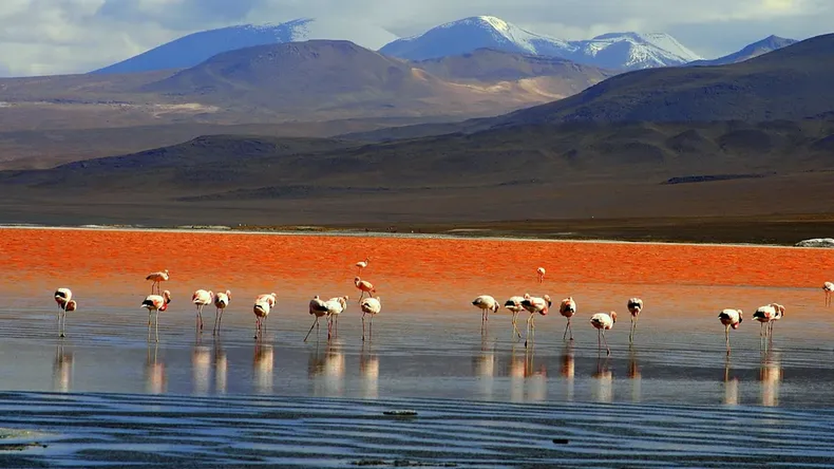 The little-known lagoon in northern Argentina that is full of flamingos