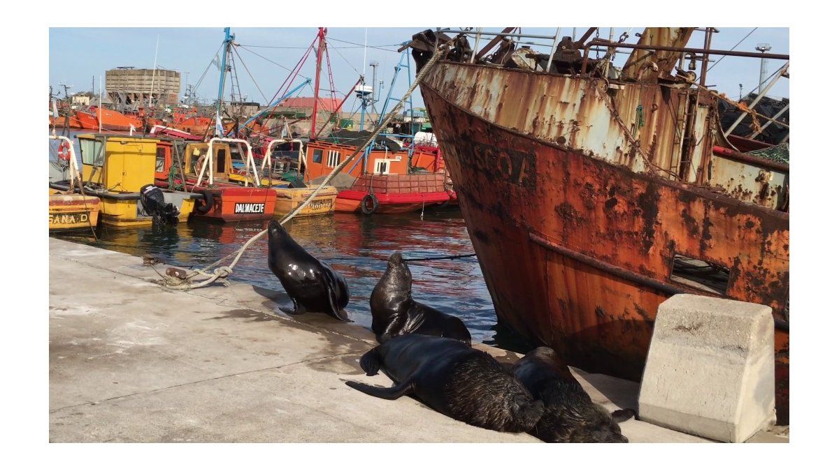 Efforts are being made to strengthen them from the port of Mar del Plata