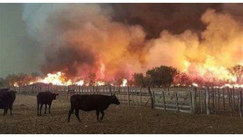 Los incendios en Mendoza arrasaron ya 120 mil hectáreas