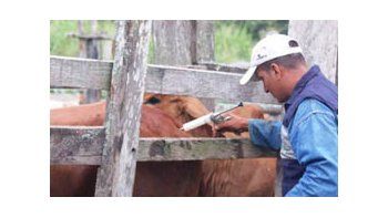 La Argentina recuperó el estatus de libre de aftosa con vacunación en la zona más crítica