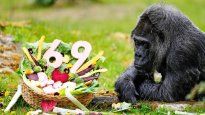 Fatou, la gorila en cautiverio más longeva del mundo, cumple 69 años.&nbsp;