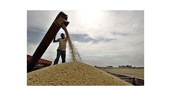 La producción de soja ascendería a 47.150.000 toneladas, según datos de la Bolsa de Comercio de Rosario. Otros informes privados sostienen que con mucho esfuerzo la oleaginosa apenas superará los 45 millones de toneladas.