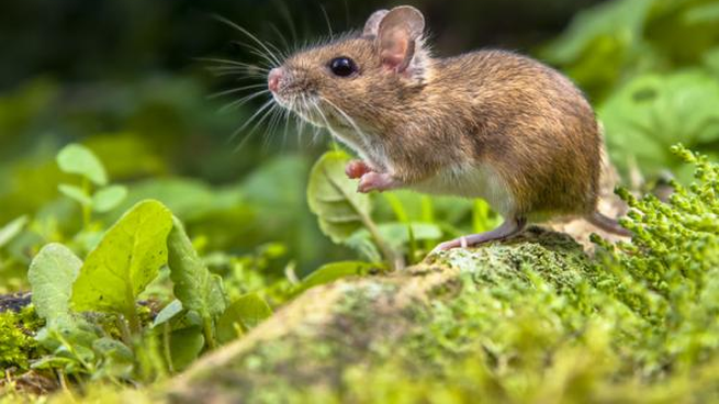 Cómo eliminar los ratones de tu casa, antes de que llegue el invierno.