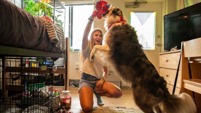 La ley federal exigió que las universidades públicas y privadas permitan animales en las viviendas estudiantiles. Sin embargo, cada vez más escuelas permitieron la presencia de mascotas pero con varias restricciones.