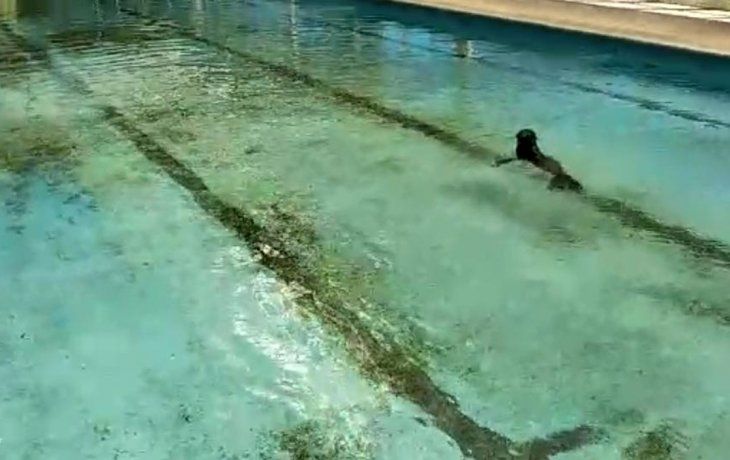 En Berazategui apareció un lobo marino y fue rescatado por personal municipal