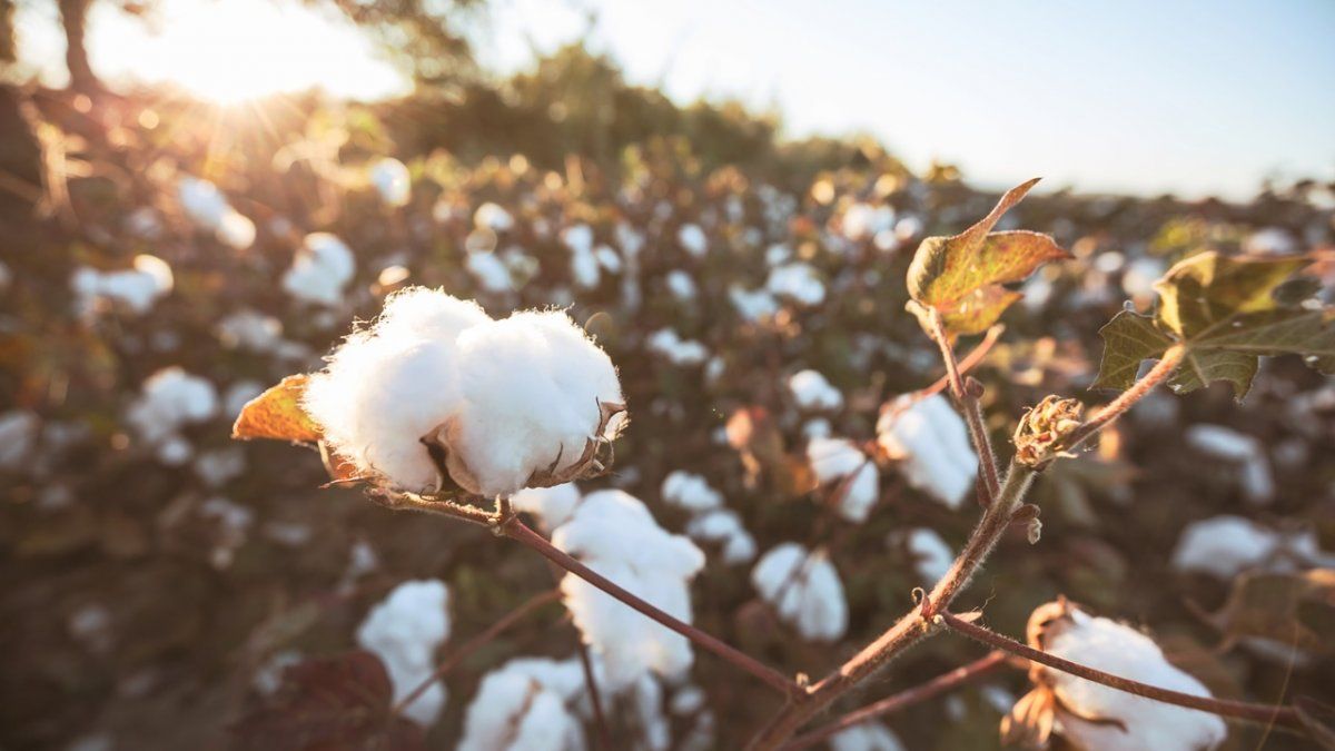 Customs denounced under-invoicing in exports of cotton and sunflower derivatives