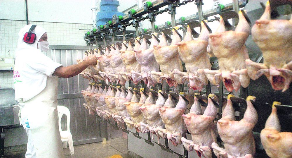 Los productores de pollo se ilusionan con el mercado chino.