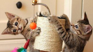 El parvovirus felino está afectando a gatos no vacunados, con síntomas graves que van desde vómitos hasta deshidratación. El parvovirus felino está afectando a gatos no vacunados, con síntomas graves que van desde vómitos hasta deshidratación.