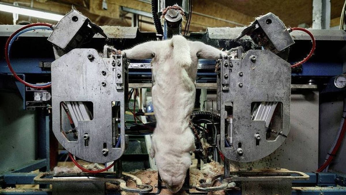 scandalous photos put the fur industry in trouble
