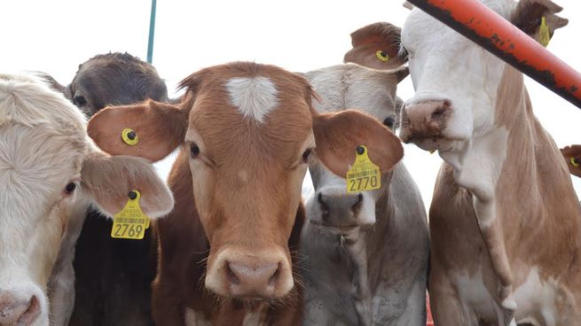 Fallo de la SCJN sobre el ganado mexicano.