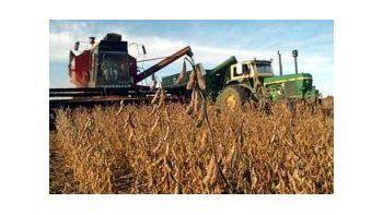 También el USDA elevó estimación de la cosecha argentina de soja