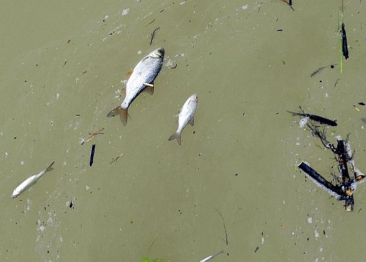 La llegada del aluminio a los ríos mató a peces.