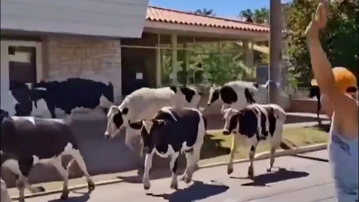 Las imágenes grabadas por vecinos mostraron a las vacas corriendo desorientadas mientras intentaban ser guiadas a un sitio seguro.