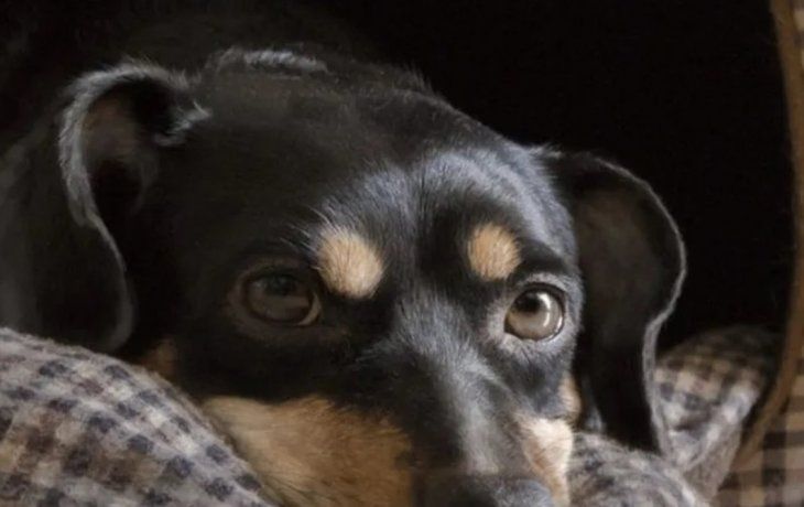 Coco hará la cuarentena, lo vacunarán y no será deportado