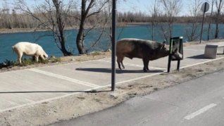 El escenario de la aparición de los cerdos salvajes en un barrio privado de Nordelta ocurrió en medio de los operativos para trasladar a carpinchos donde varios vecinos manifestaron estar a favor para evitar que mueran atropellados, mientras que otros se mostraron en contra del accionar de las autoridades de la provincia de Buenos Aires.