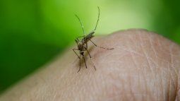 Like dengue, Chikungunya is transmitted by the Aedes mosquito.