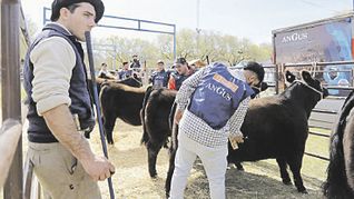 PREPARATIVOS. Es intensa la actividad en las distintas juras de la Expo Primavera Angus en Olavarría.