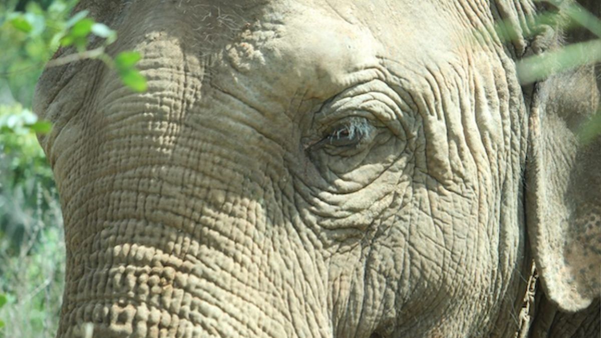 Falleció Pocha, la elefanta trasladada desde Mendoza a un santuario en Brasil