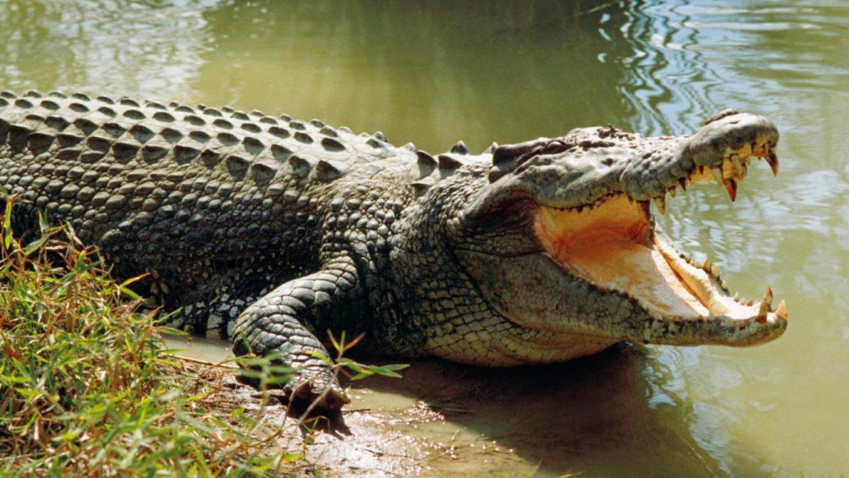 a young man was attacked by a crocodile and died in front of a friend