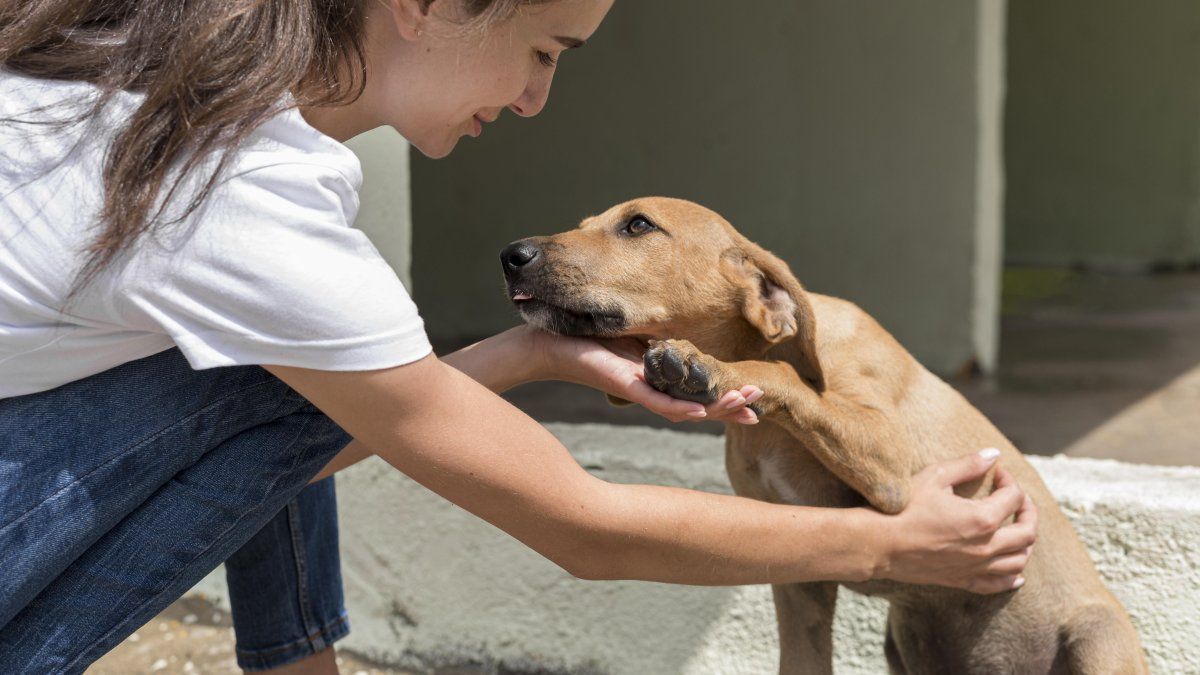 What means stroking dogs on the street, according to psychology