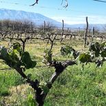 Las heladas de hasta seis grados bajo cero en septiembre sorprendieron a los viñedos con las plantas ya brotadas y los primeros racimos en formación.
