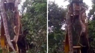 El colosal animal fue encontrado cerca del Amazonas, en Brasil y su captura se volvió viral en las redes. 